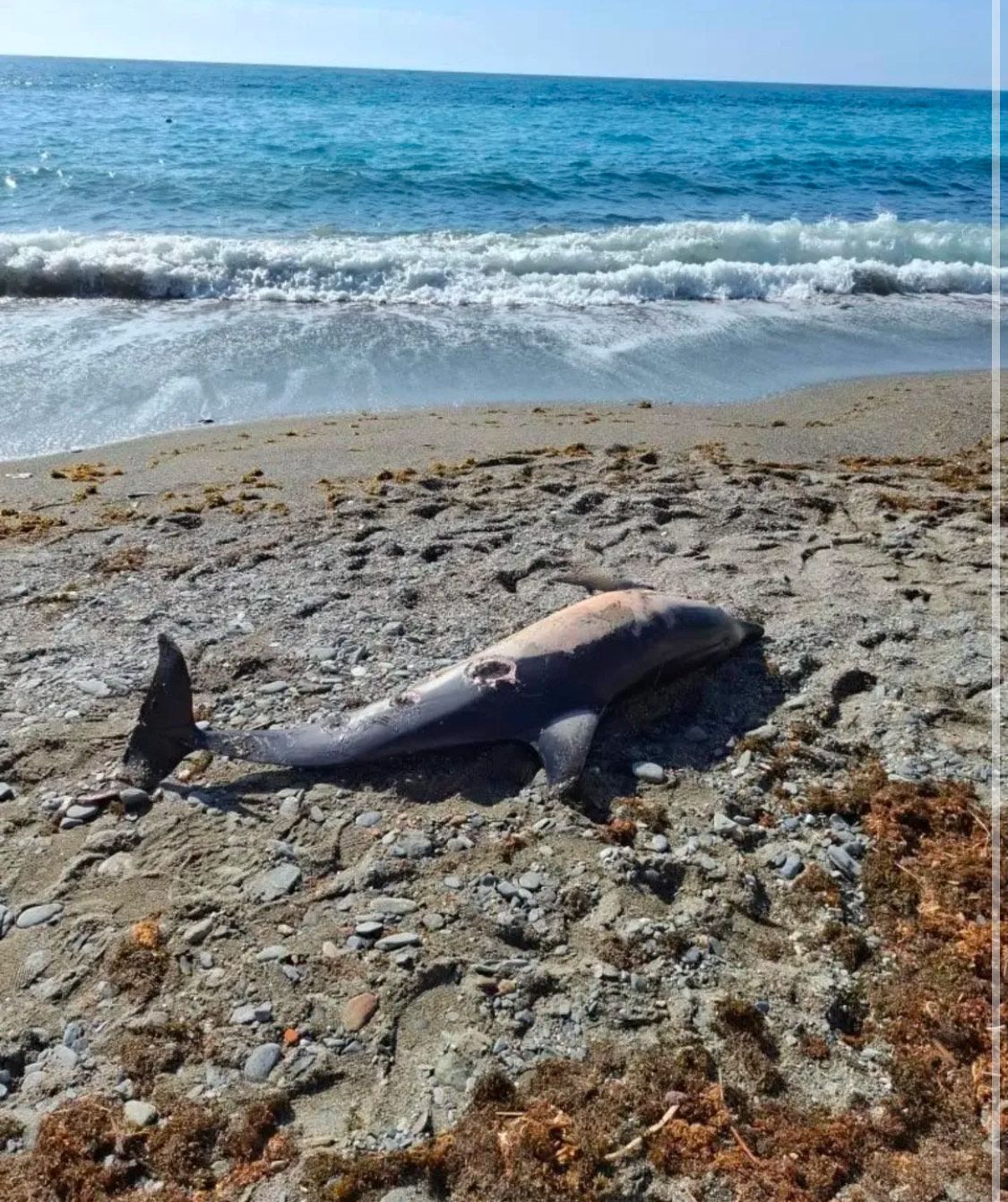Delfín en la playa de Chinagorda en Almuñécar.