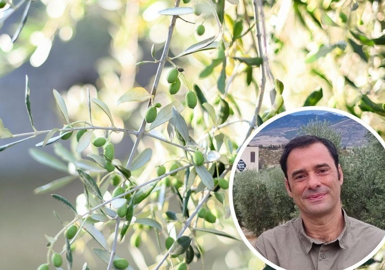«Soy dueño de una almazara y así cambiará el precio del aceite desde abril»
