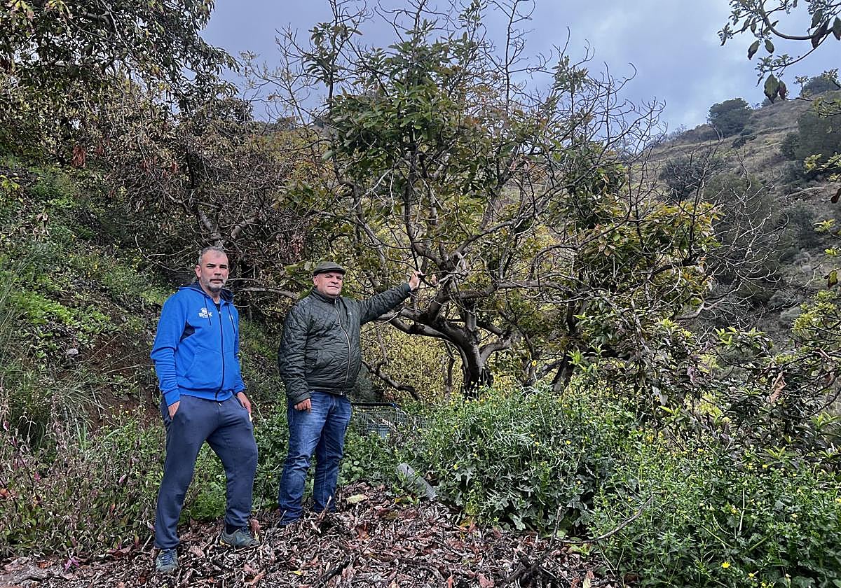 Pedro y Joaquín junto a un aguacate seco.