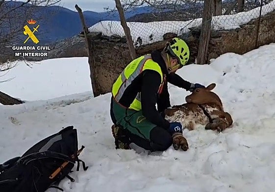 S.O.S de un pastor de Granada para que la Guardia Civil rescate a sus animales .