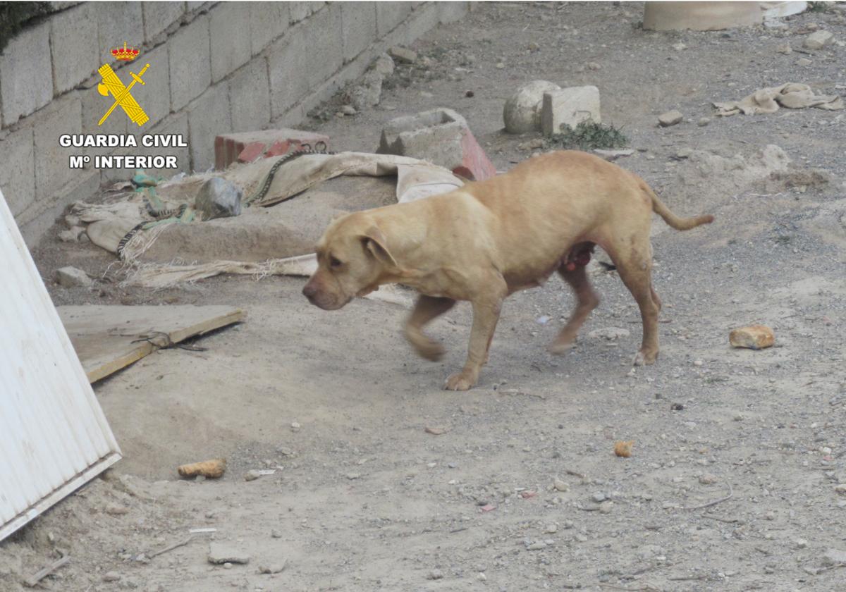 Animal abandonado por su dueña en Alhendín.