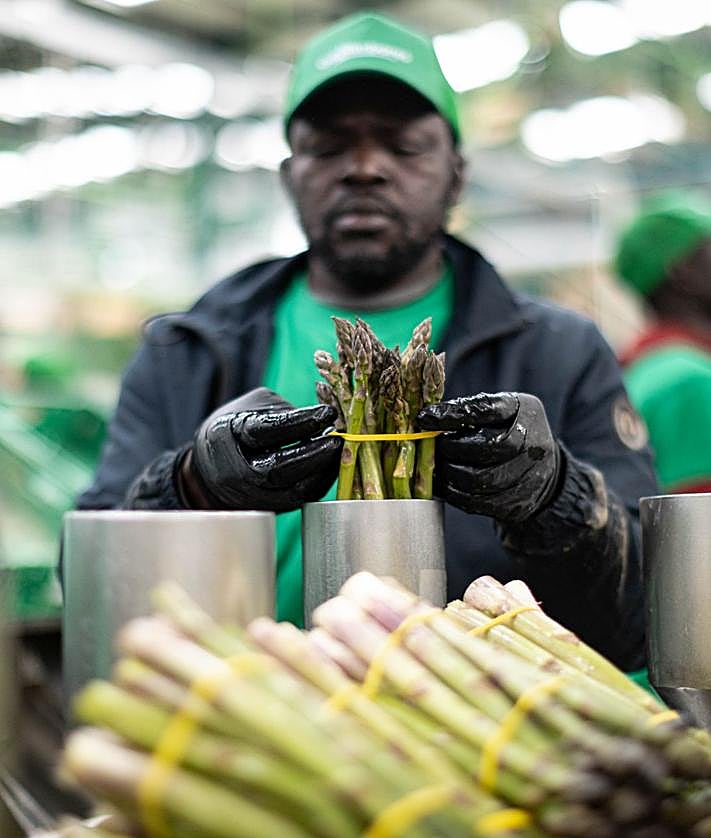 Imagen secundaria 2 - Trabajadores manipulando espárrago en Los Gallombares.
