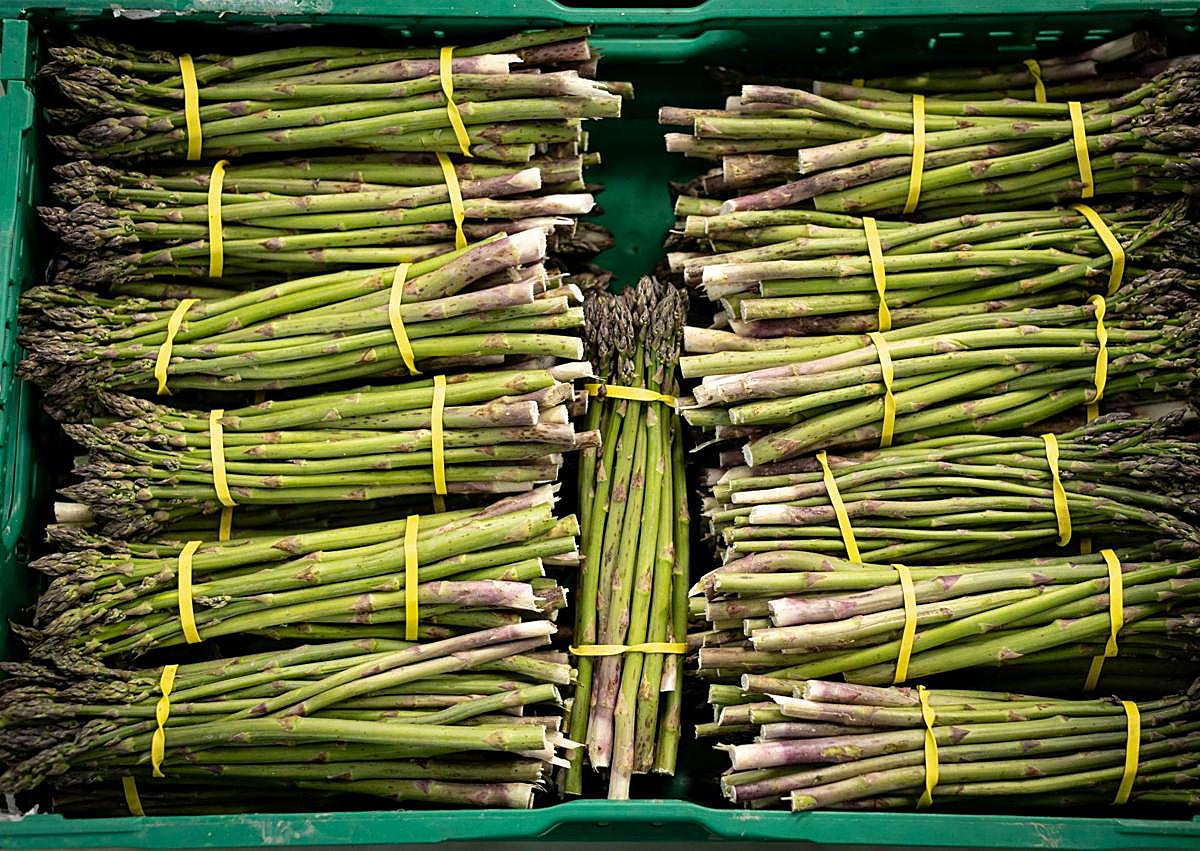 Imagen secundaria 1 - Trabajadores manipulando espárrago en Los Gallombares.
