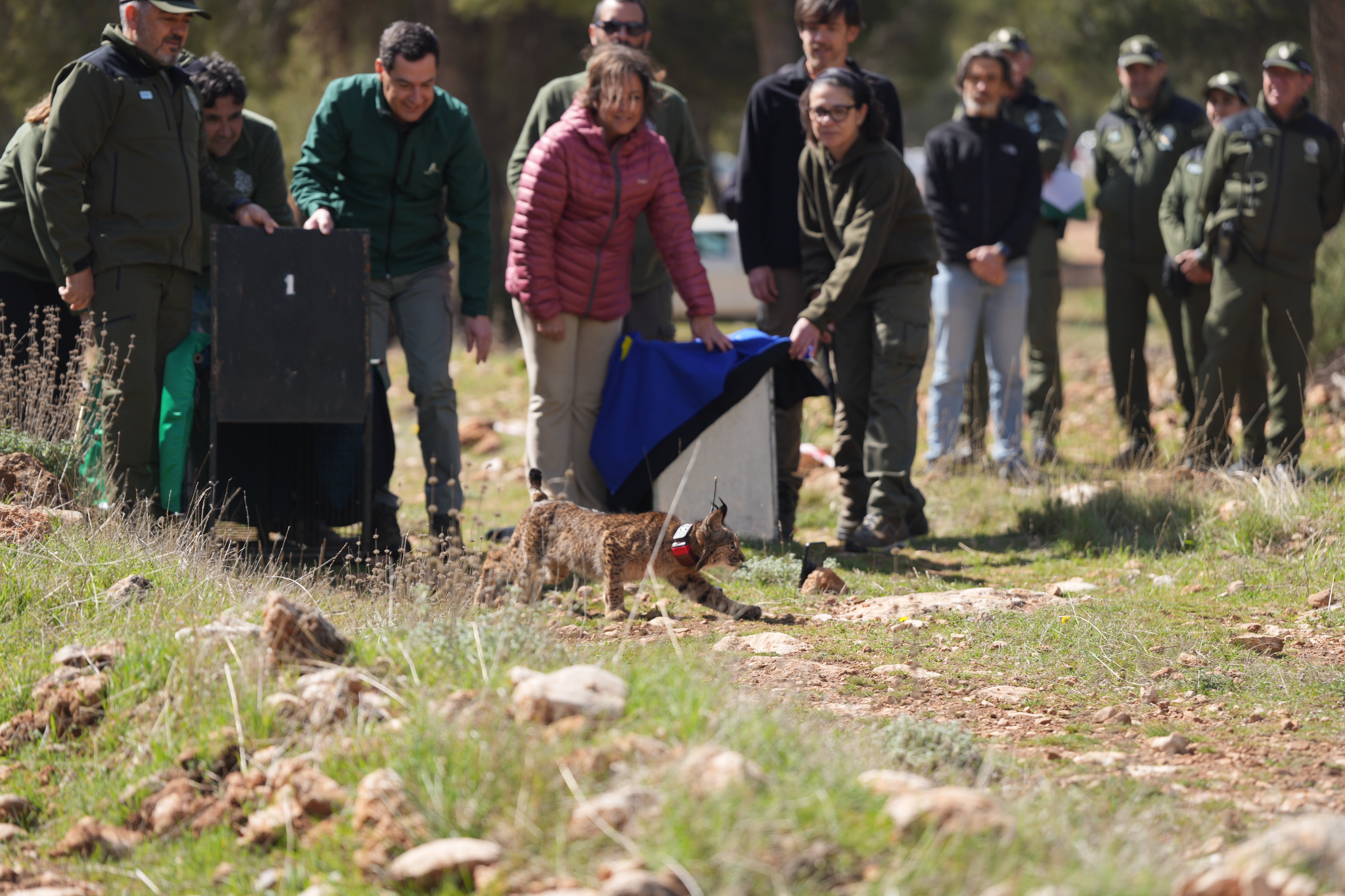 El presidente andaluz, Juanma Moreno, ayer en la suelta de dos linces ibéricos en la sierra granadina de Arana.