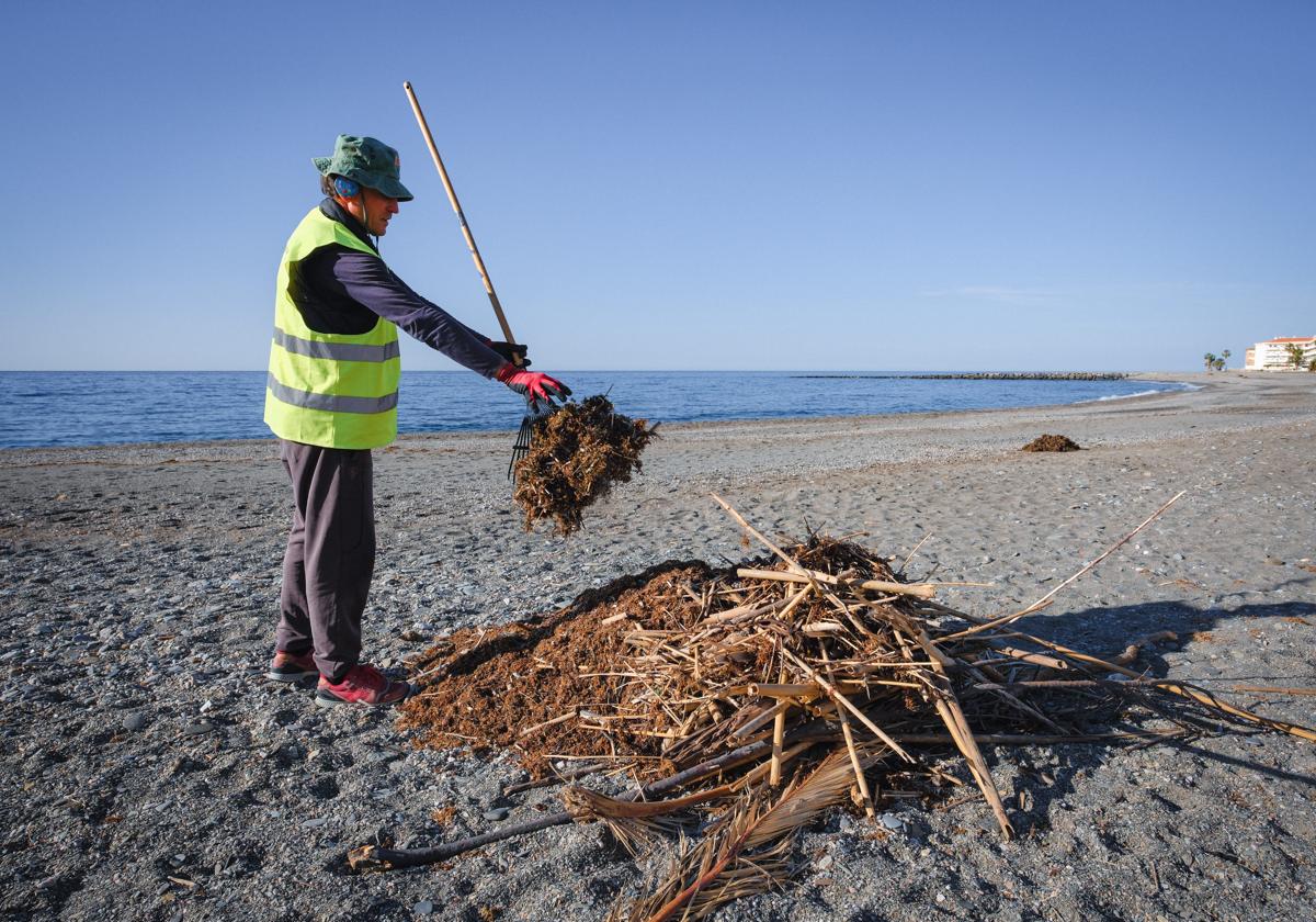 El alga asiática regresa a las playas de granada | ideal