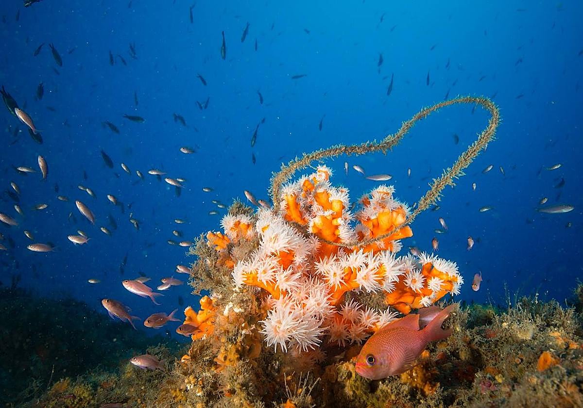 Imagen principal - Artes de pesca abandonadas en los fondos marinos de la Punta de la Mona y una rama de coral 'guillotinada' por un sedal.