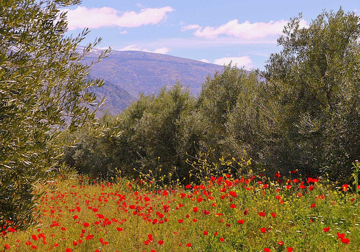 El pueblo de granada que en primavera se tiñe de rojo amapola | ideal