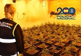 La marihuana hallada en el cortijo de Baza.