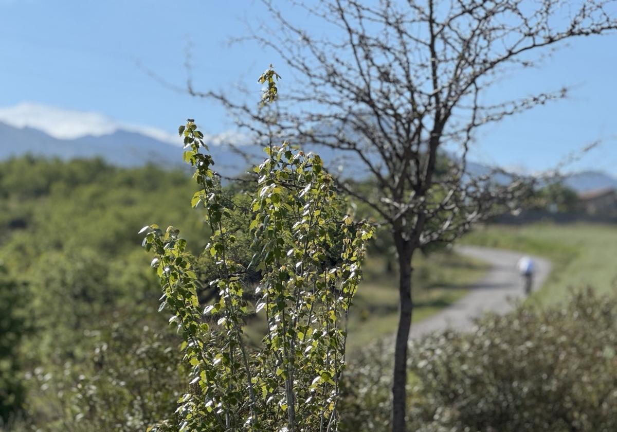 Gójar diseña 28 kilómetros de senderos para descubrir sus paisajes y patrimonio