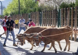 El espectáculo del toro ensogao atrae cada año a las localidades de Beas y Arroyo del Ojanco a cientos de jienenses y turistas.