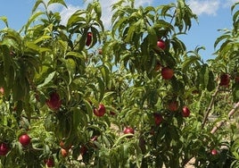 La compañía Toñifruit aumenta su pujanza en comercialización de fruta de hueso 'bio'.
