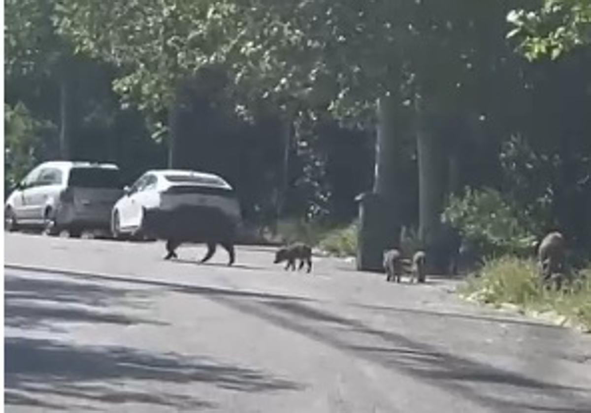 La familia de jabalíes conoce la zona de el serrallo | ideal