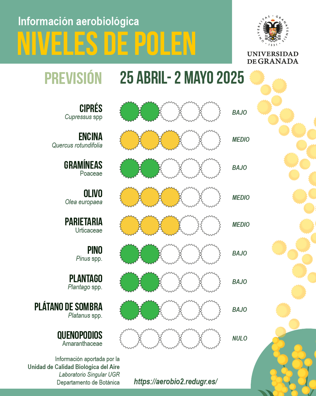 Finaliza la polinización de cipreses y plátanos de sombra en granada: comienza la floración de olivos y gramíneas | ideal