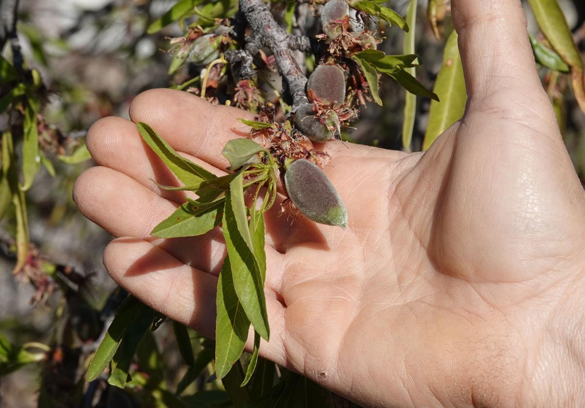 Indignación en el campo en la zona norte de granada al quedar fuera de las ayudas por la sequía | ideal