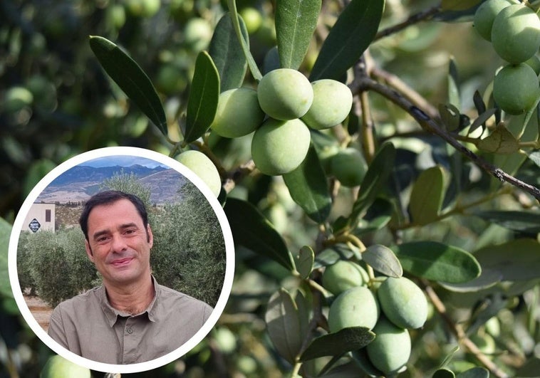 «Soy CEO de una almazara y descubro el precio del aceite de oliva para mayo»
