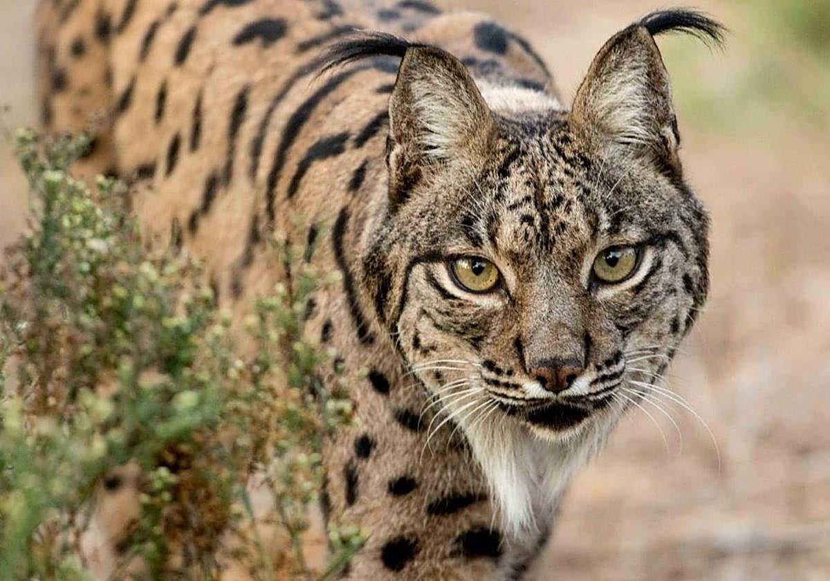 Ejemplar de lince ibérico.