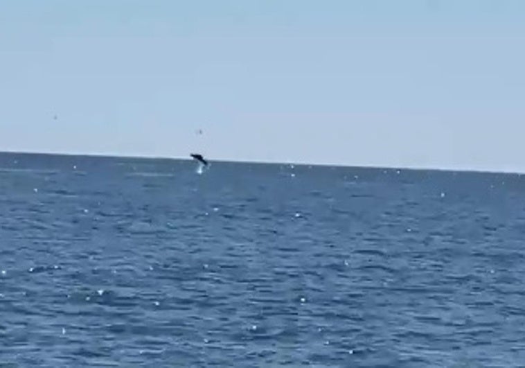 El espectáculo de los delfines en la playa de Almuñécar