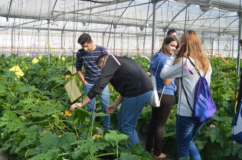 La lucha contra virus en cultivos agrícolas centra cinco proyectos de investigación del ifapa | ideal