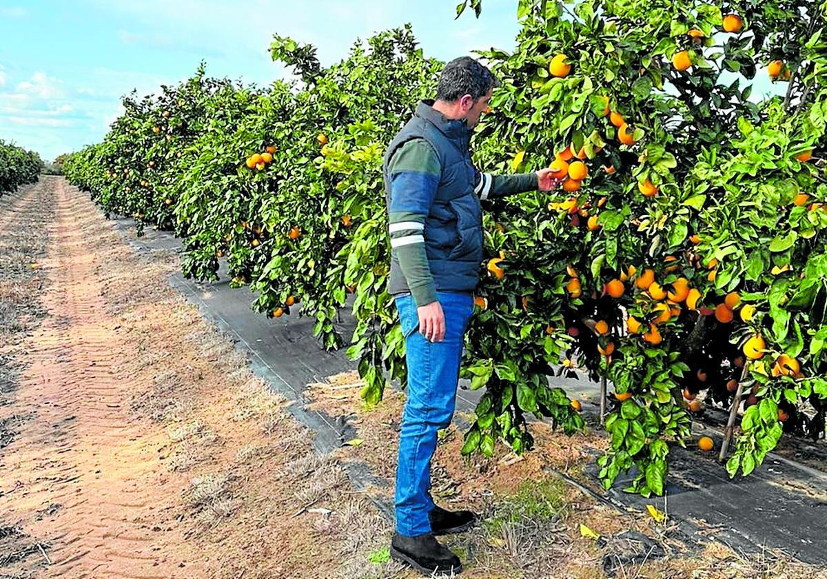 La Junta impulsa una ley para potenciar el liderazgo andaluz en producción ecológica