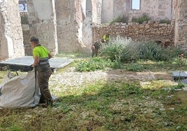 Tareas de desbroce del solar de la iglesia de San Miguel.