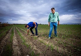 Agricultores en un campo de ajos en la Vega de Granada.