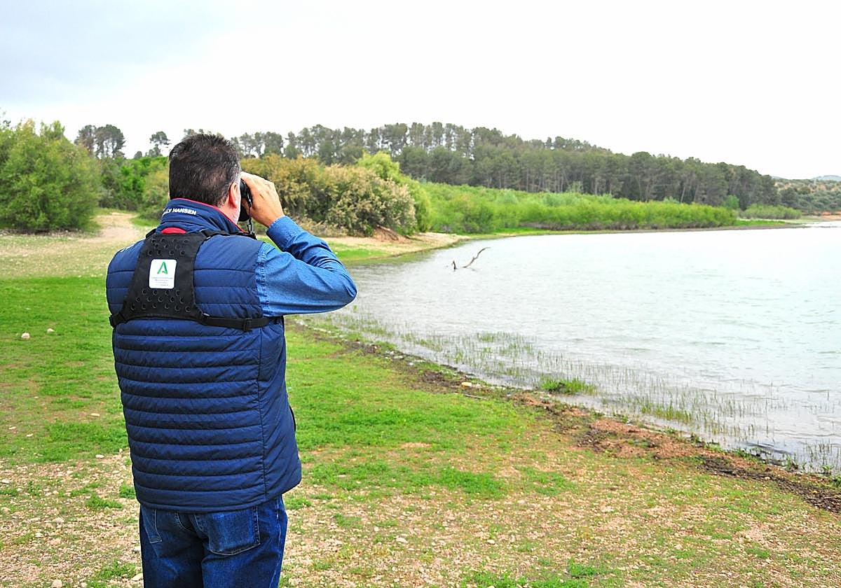 La Junta censa 1.734 aves acuáticas invernantes en 29 zonas húmedas de la provincia de Granada