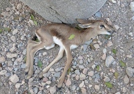 Uno de los animales muertos el año pasado en Almería.