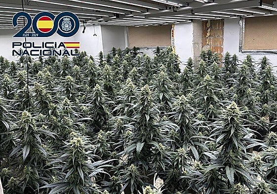 Una de las plantaciones de marihuana descubiertas.
