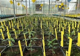 Los investigadores aseguran que esta herramienta puede ahorrar muchos años de evaluación agronómica en campo.