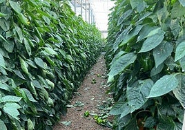 Daños provocados en una plantación bajo plástico de pimiento.