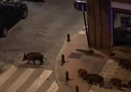 Jabalíes en la Carretera de la Sierra.