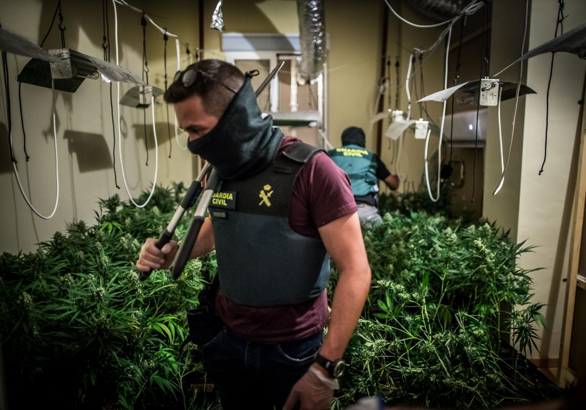 Las plantaciones de marihuana de granada sobrevivieron al apagón | ideal