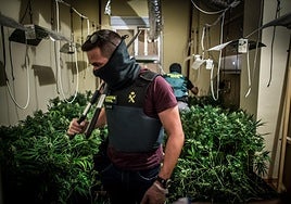 Agentes de la Guardia Civil desmantelan una plantación de marihuana en Granada.