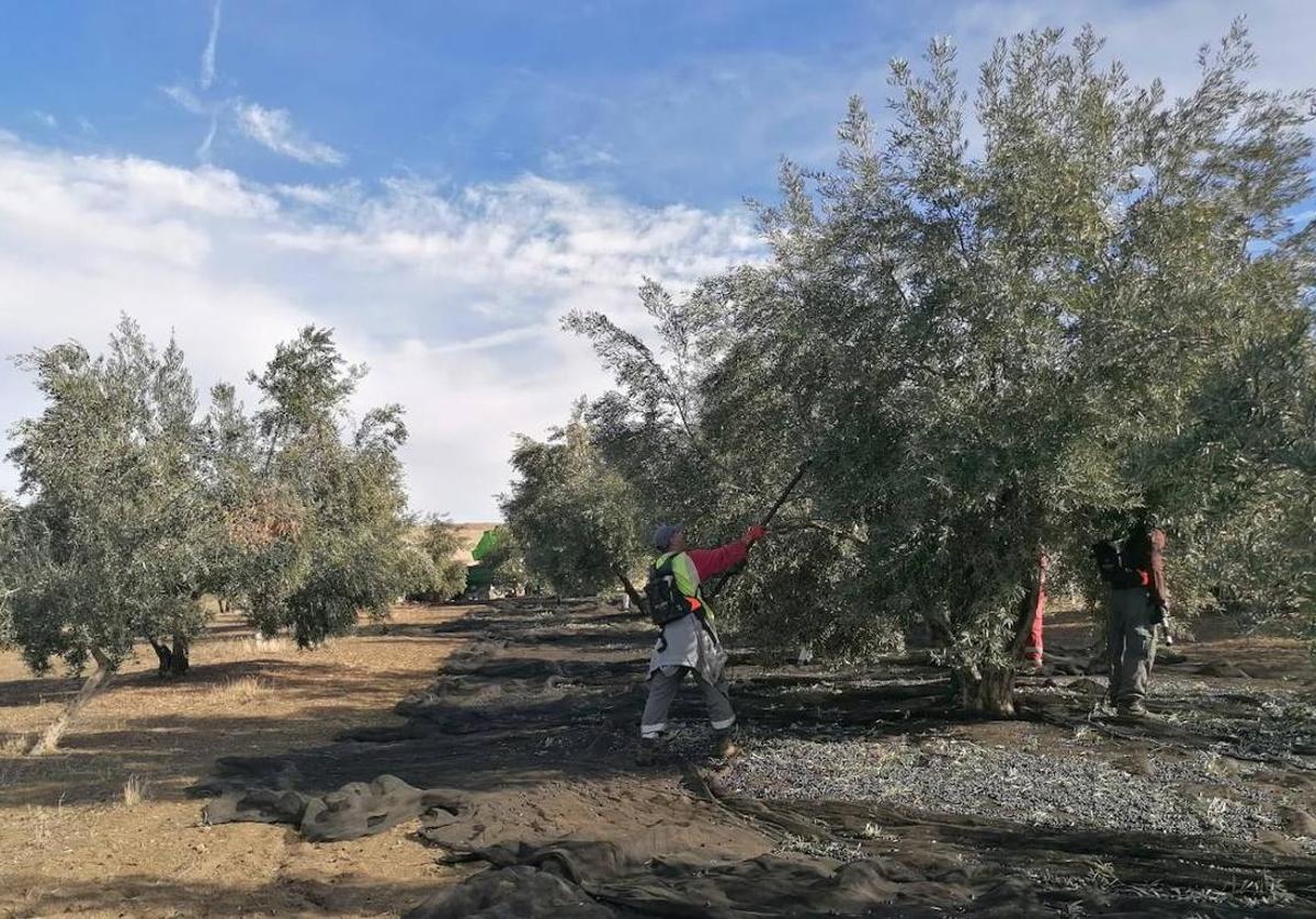 Los 3,5 euros al litro de AOVE provocan pérdidas de ocho millones diarios al campo