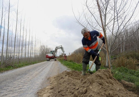 Plantación en el río Genil a su paso por Fuente Vaqueros.