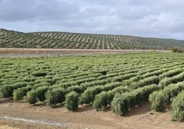 Imagen de archivo del olivar.