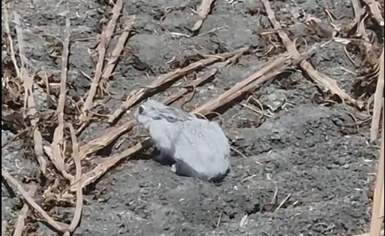El sorprendente animal descubierto por un agricultor andaluz mientras trabajaba