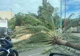 Imagen de archivo de una palmera caída en la avenida Cabo de Gata.