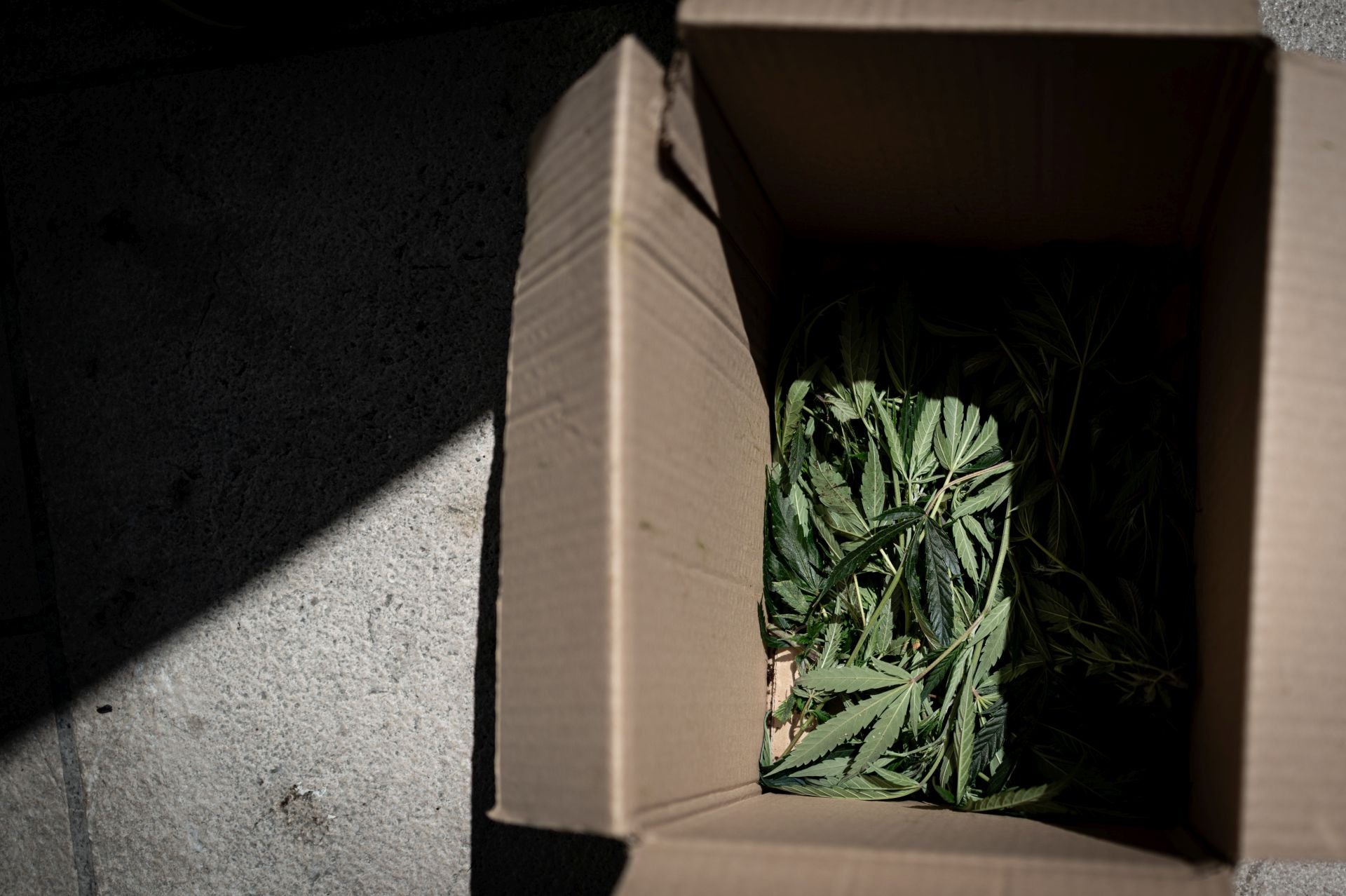 Las imágenes de la operación contra el narcotráfico en Ogíjares