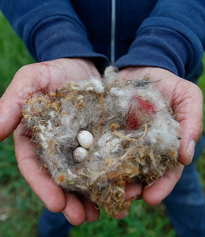 Imagen secundaria 2 - Arriba, algunos de los productos ambientales del proyecto de IDEA. Abajo, una bomba de semillas ya germinada y huevos de pájaro de una puesta en el interior de una caja-nido. 
