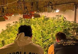 La Guardia Civil inspecciona una plantación de marihuana.