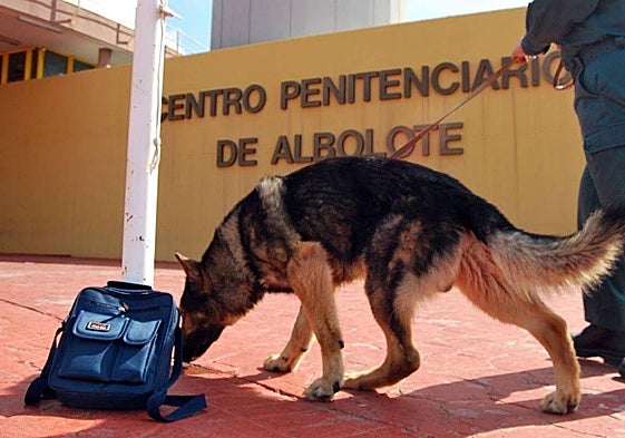 Imagen de archivo de un perro de la unidad canina del centro penitenciario de Albolote.