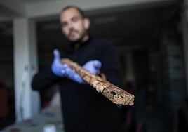 El arqueólogo Guillermo García-Contreras muestra el fusil hallado en Cartuja.