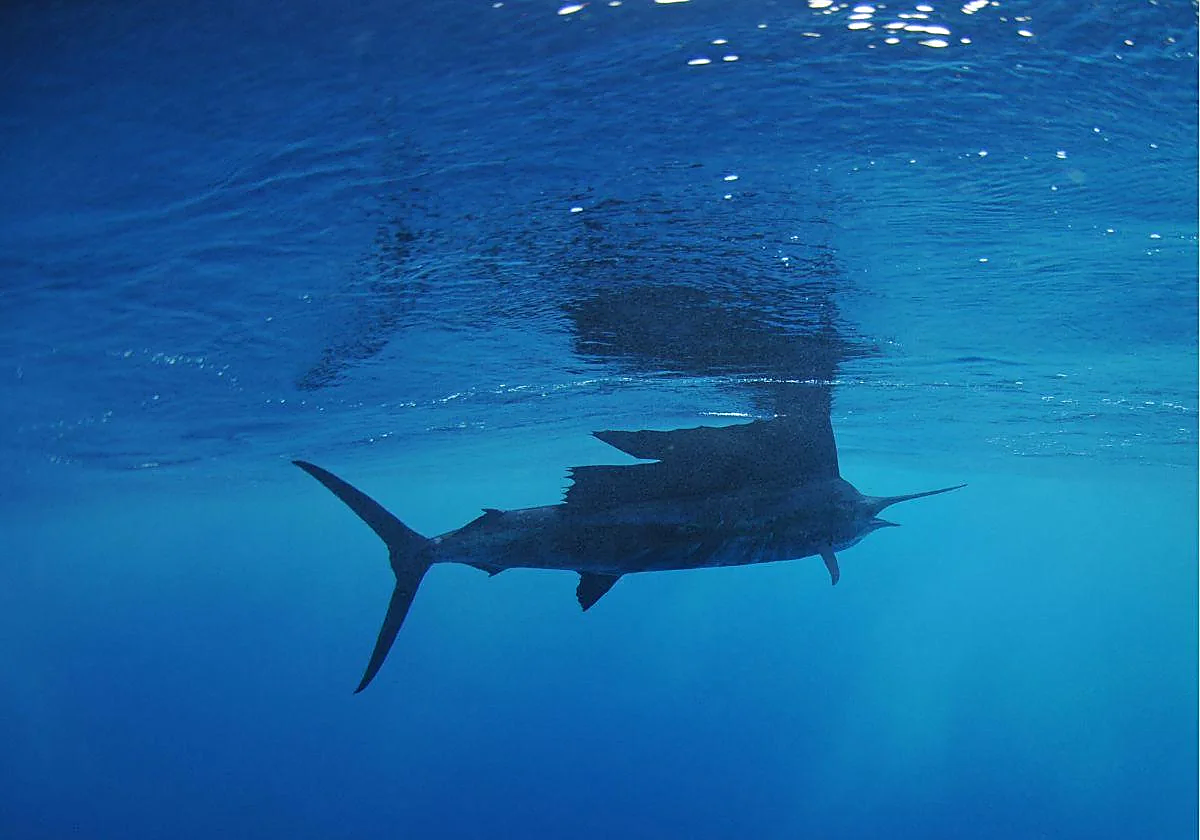 Imagen de un pez vela en el mar.