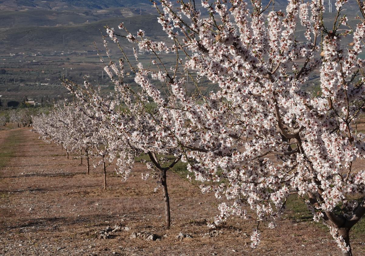 Los agricultores de la almendra descartan denunciar la exclusión de las ayudas por la sequía | ideal