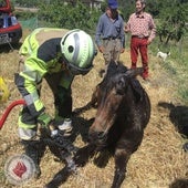 Los Bomberos atienden al mulo tras rescatarlo.