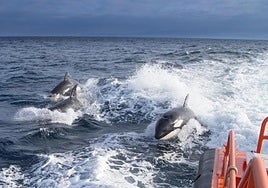 Las ballenas asesinas regresan a las playas andaluzas y el Gobierno lanza una advertencia.
