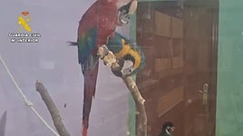 Cae en Almería una red internacional de tráfico de especies protegidas