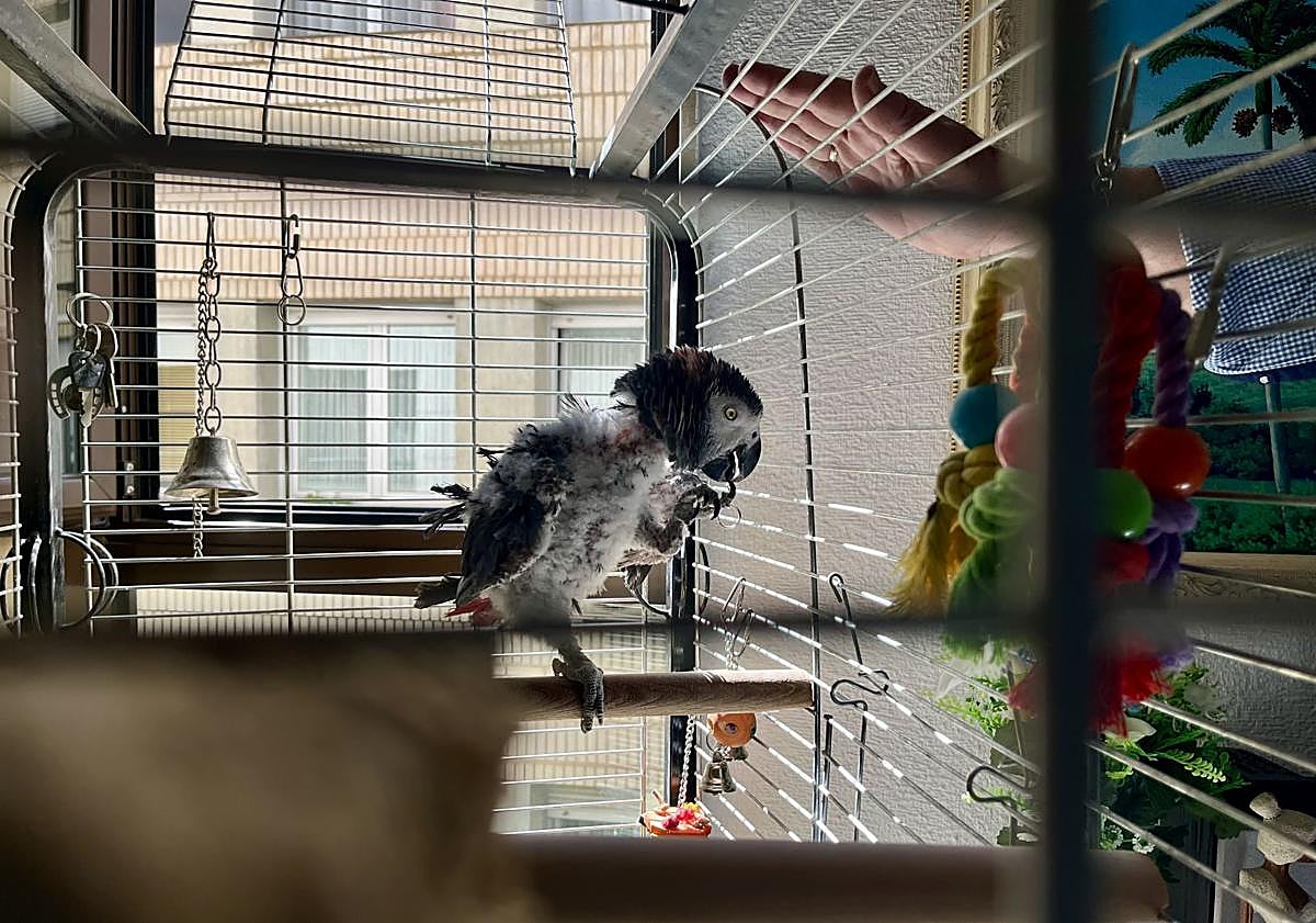 Imagen principal - Serafín, charlando con Luis. 