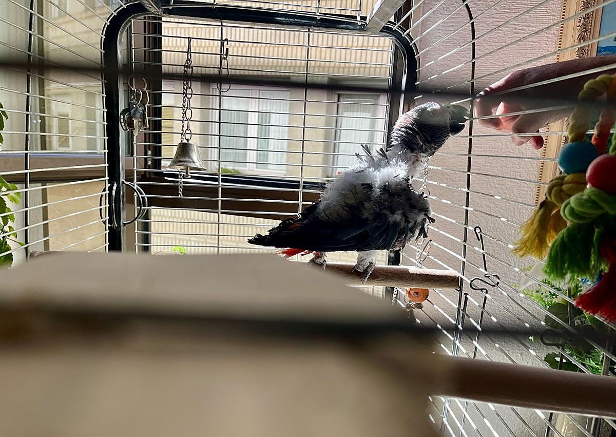 Imagen secundaria 1 - Serafín, charlando con Luis. 